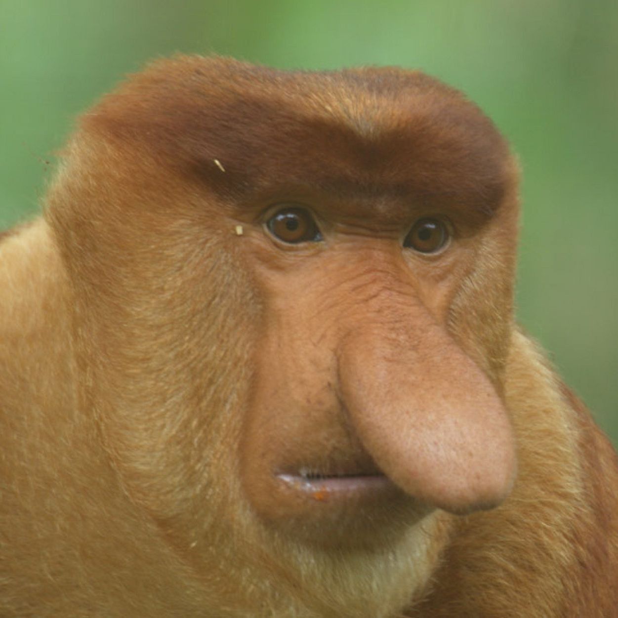 Rasbeed