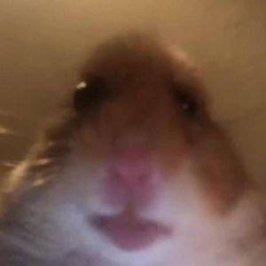 blackzota avatar