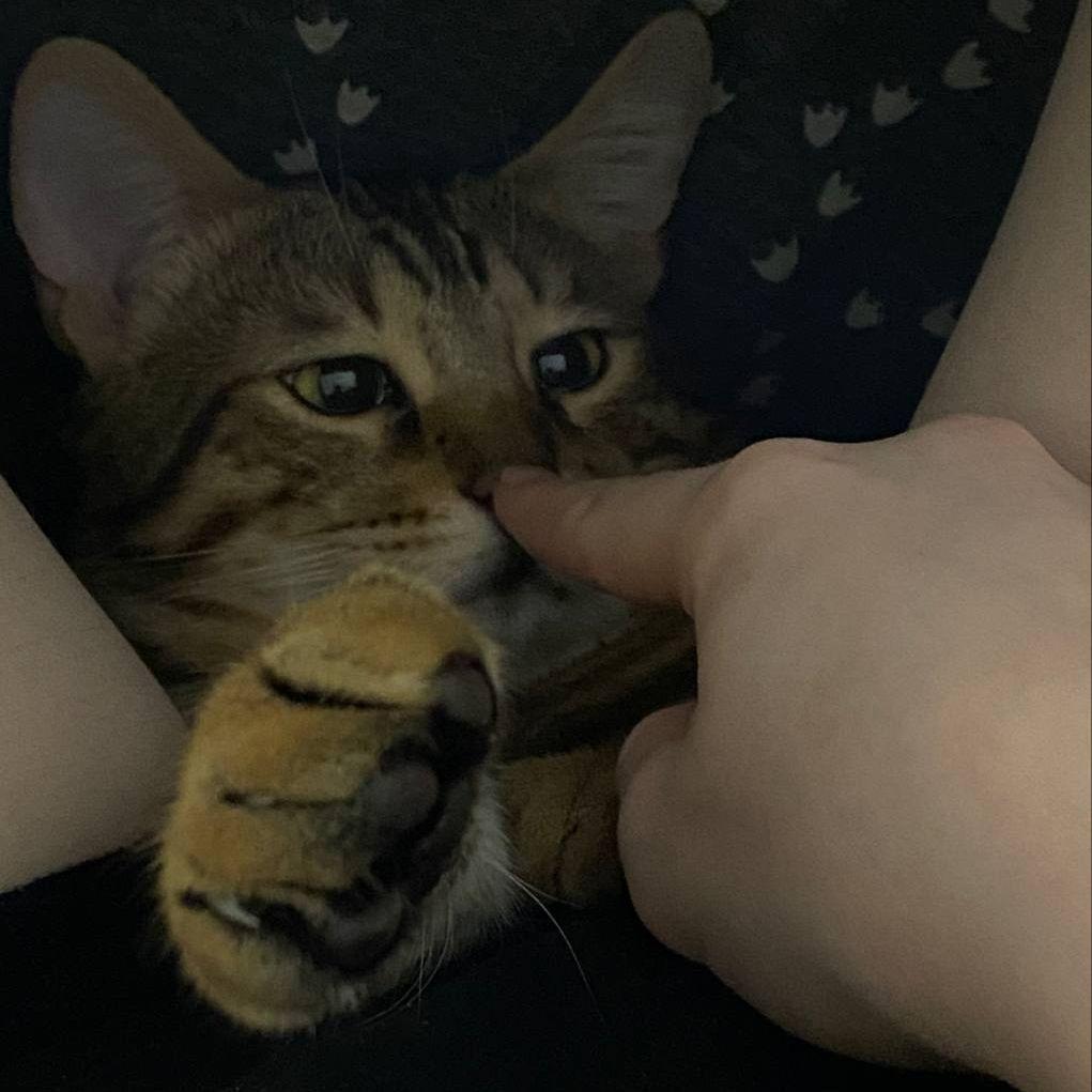 Ebotyr avatar