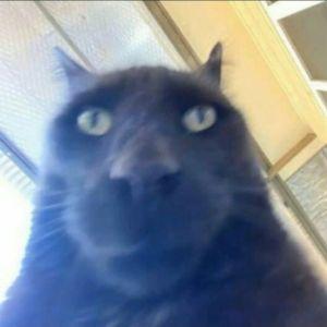 Tsysey avatar