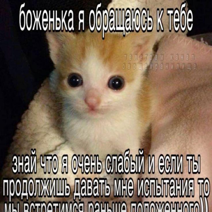 Archi_Rus avatar