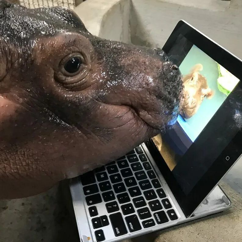 Berseerk FACEIT avatar