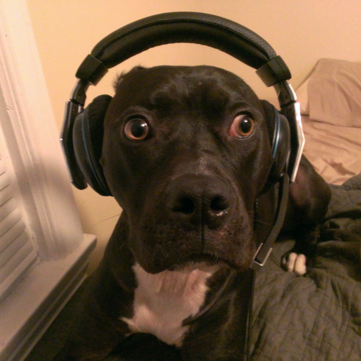 team_CorpDoggy