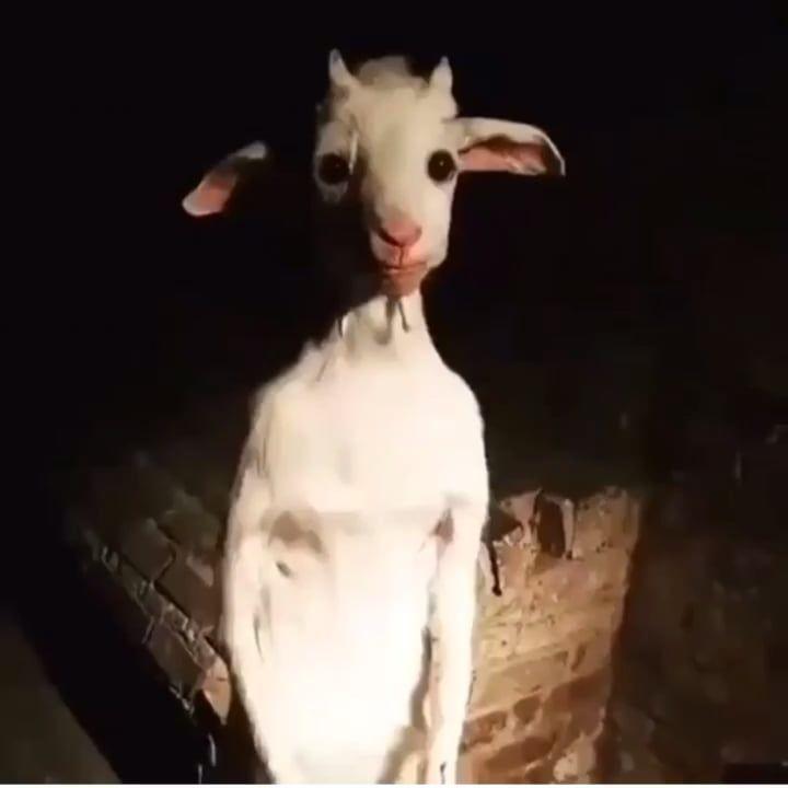 Lilscipy avatar