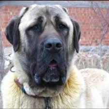 kangal5872 avatar