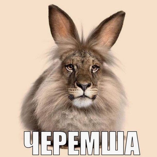 nezkvich