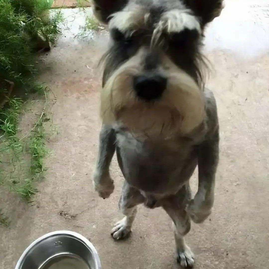 papaDoum
