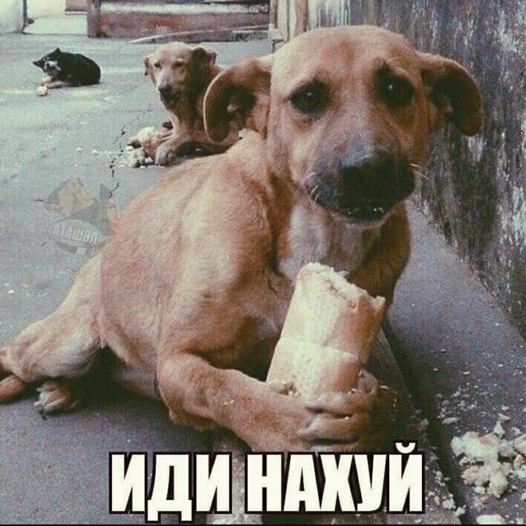 uItra_kazakh avatar