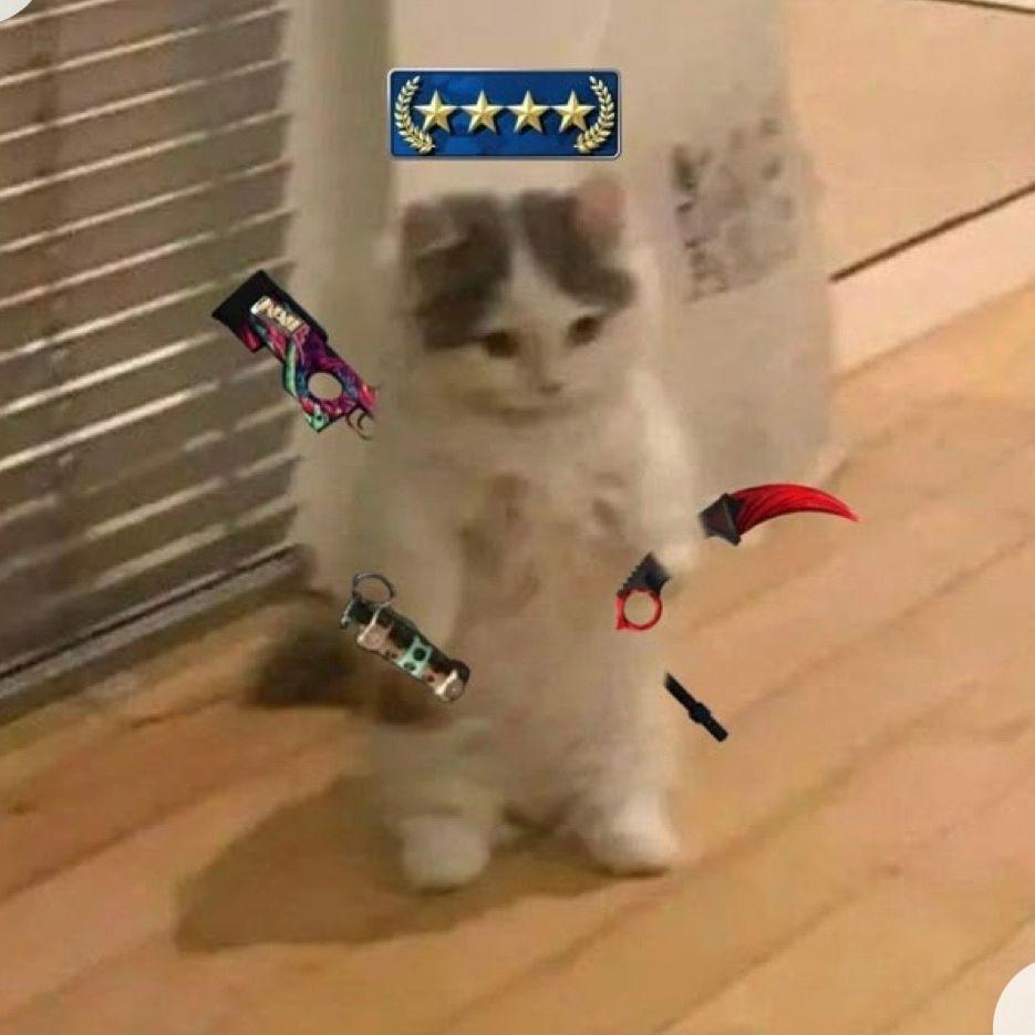 EvverVeess