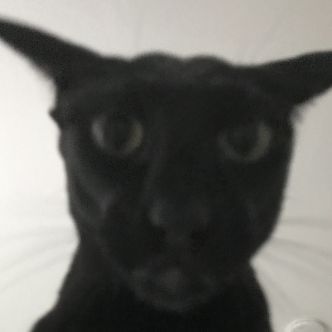 goat_meister