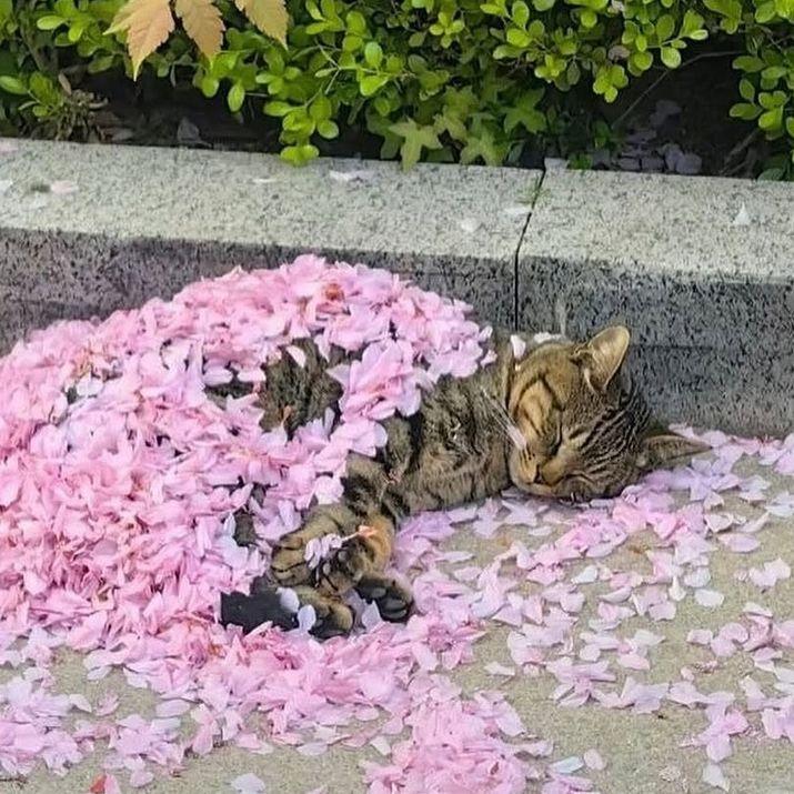 r0n