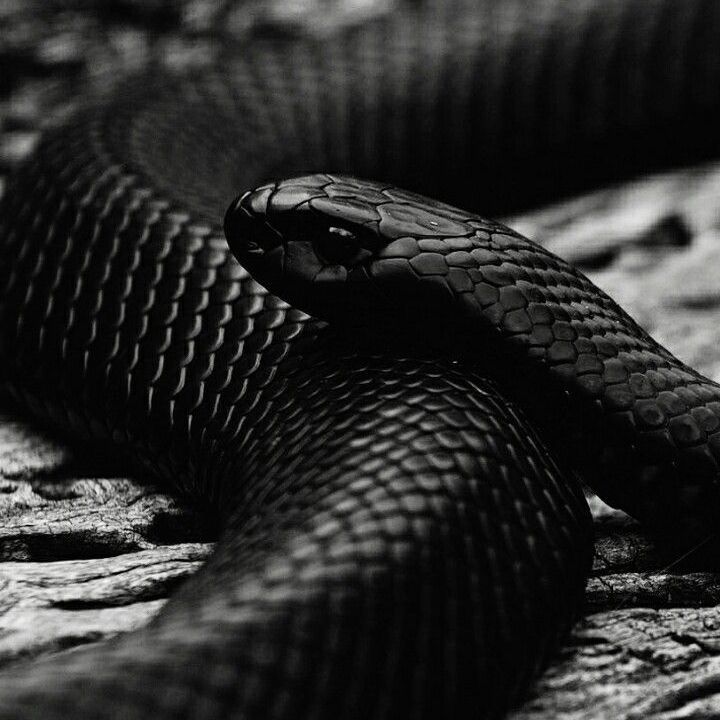 MamBas11