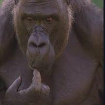 monke_