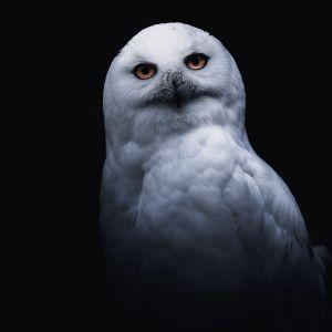 _whiteOWL avatar