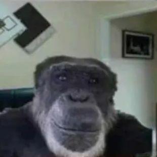 BushMan12345 avatar