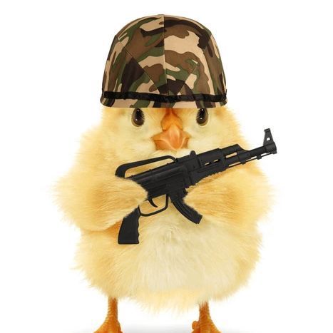 ElPollito1
