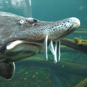 Player beluga-fish avatar