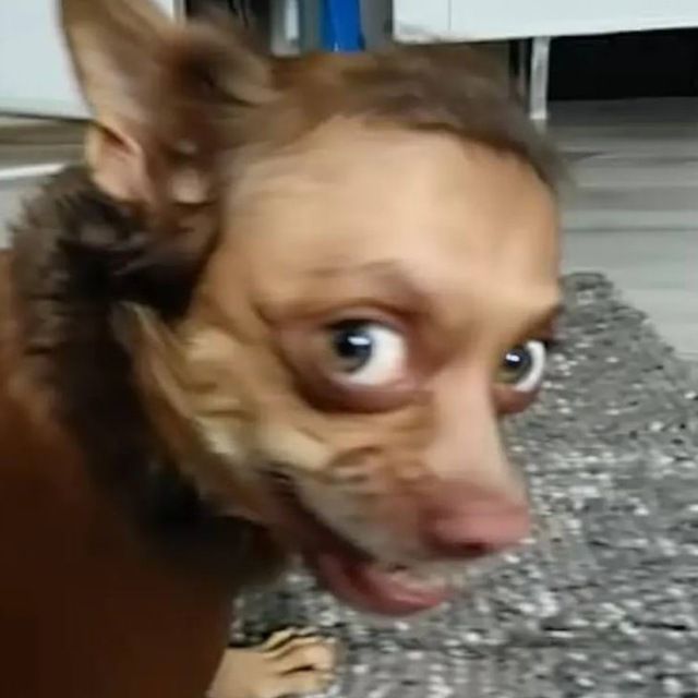 siskieb avatar