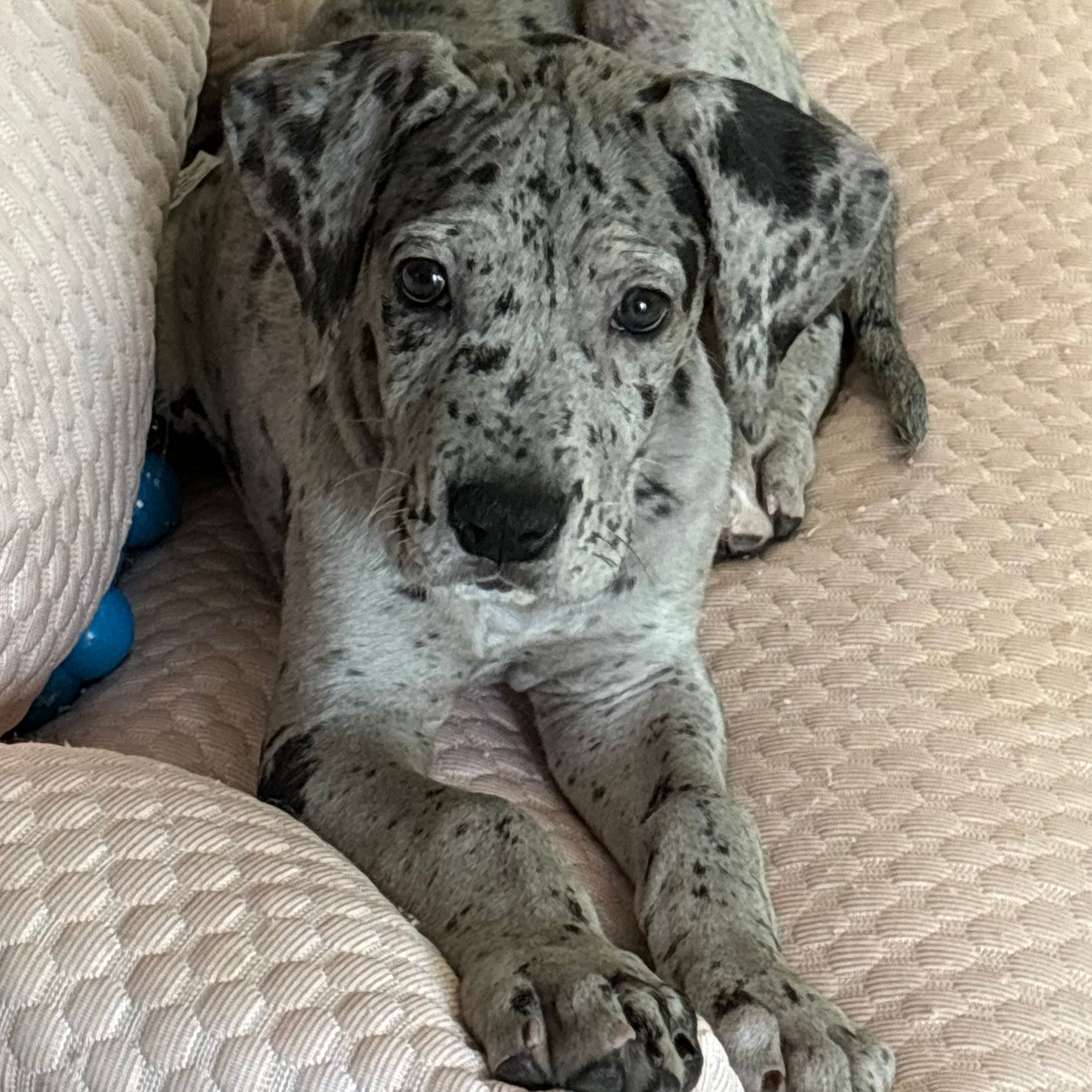 GreatestDane