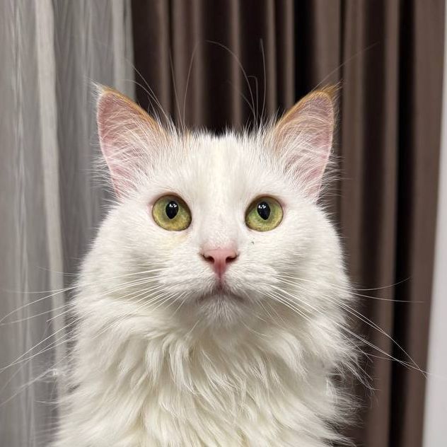 team__meow_