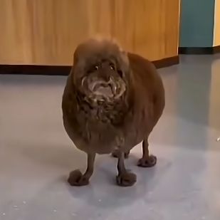Ratzziu