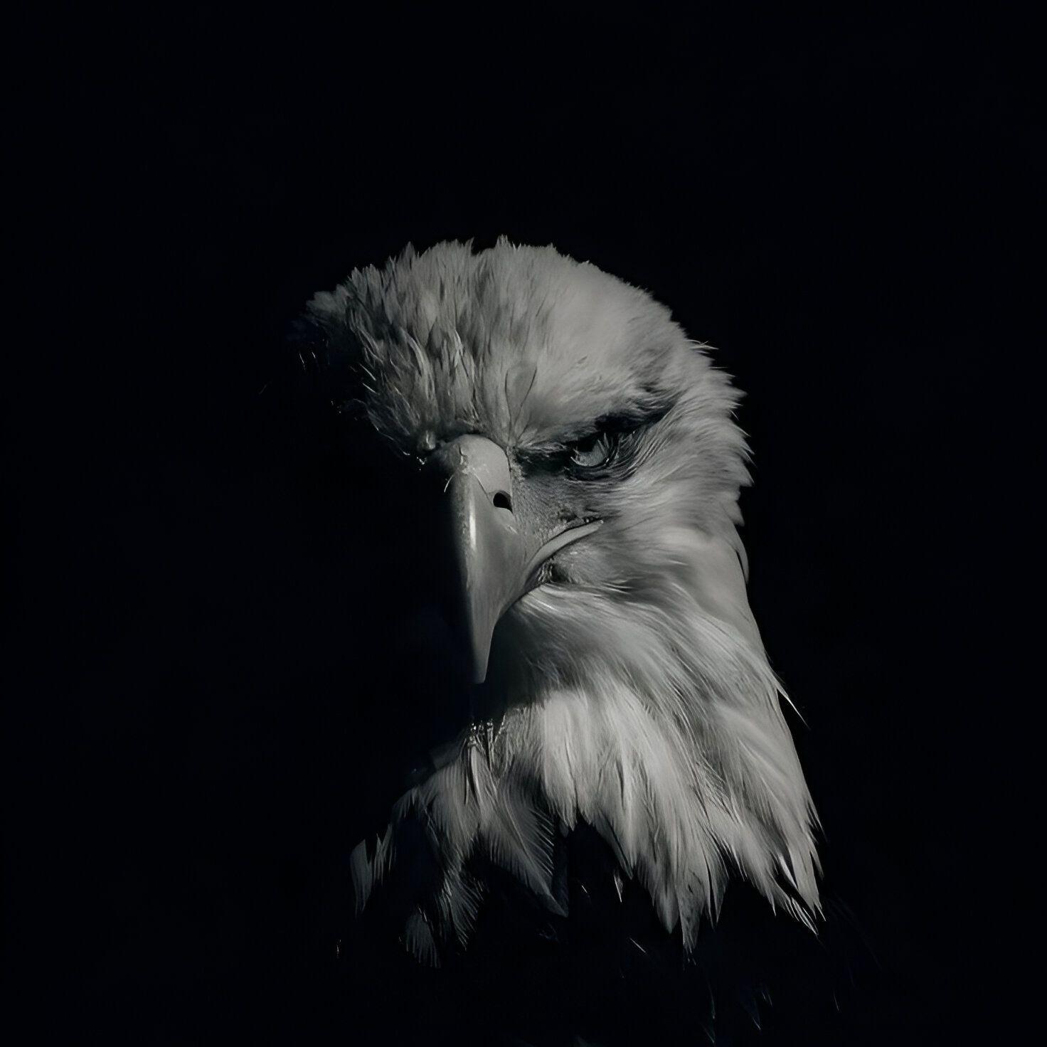 Player eagle2h- avatar