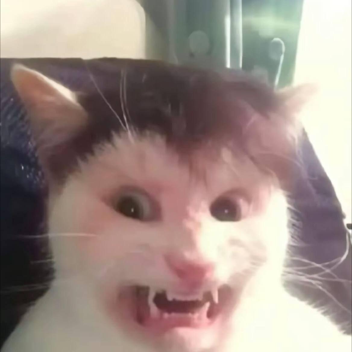 panameros avatar