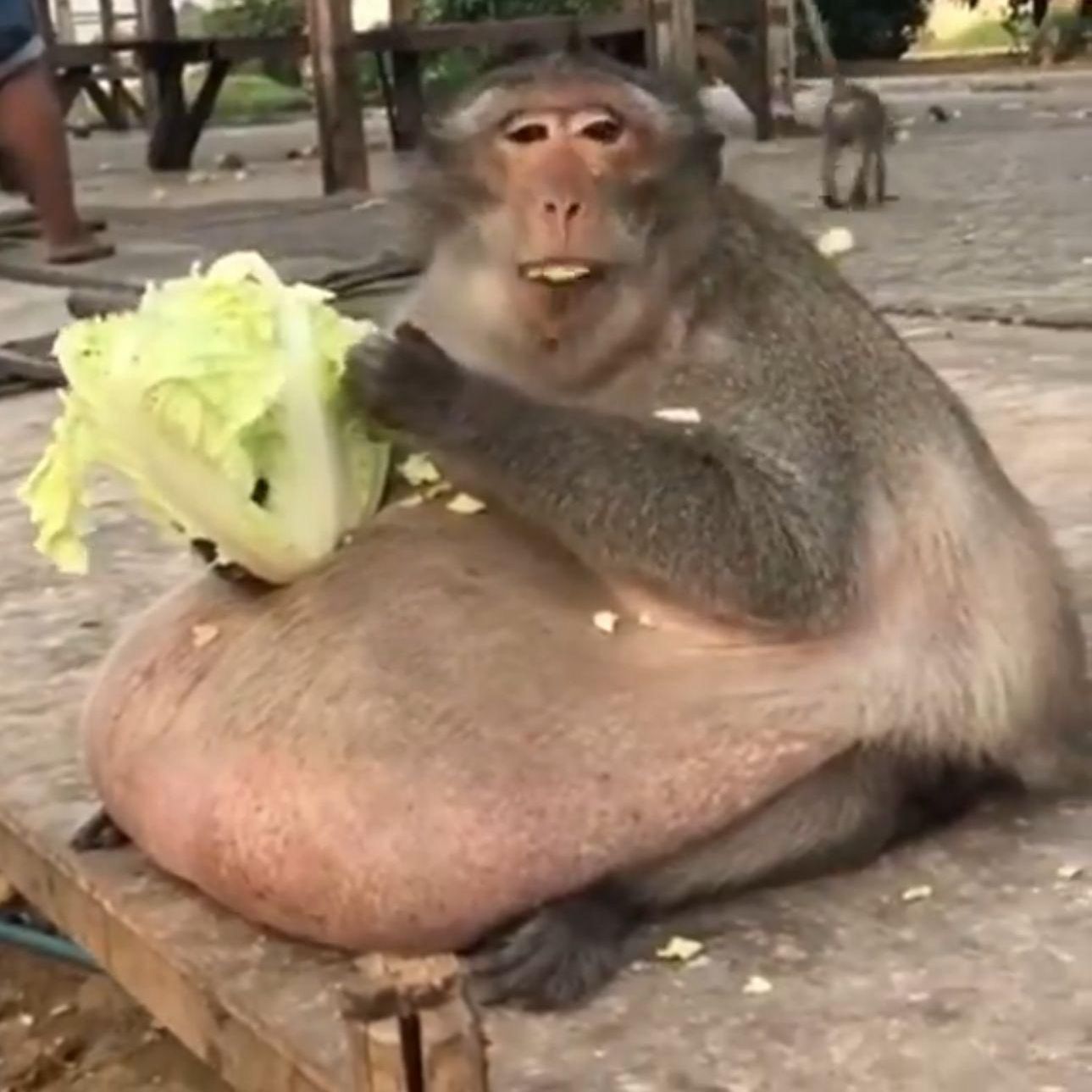 chunkeymonky
