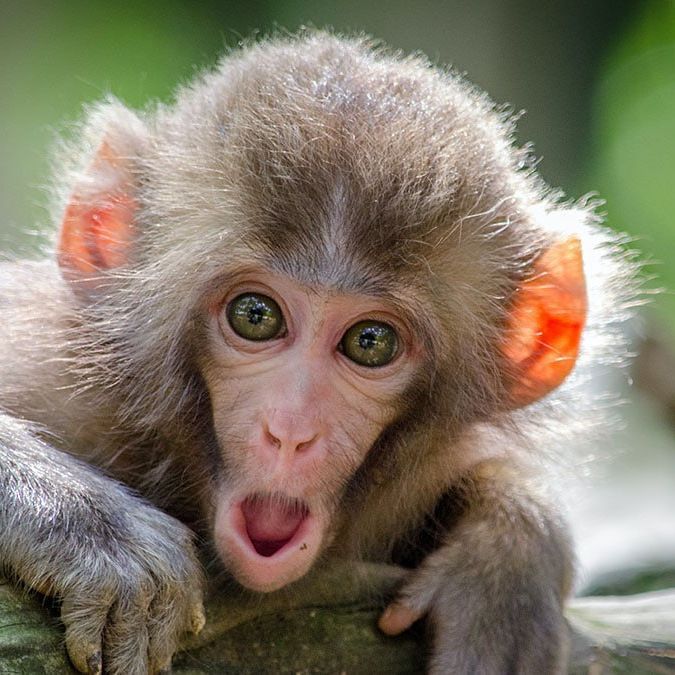 macaque1337