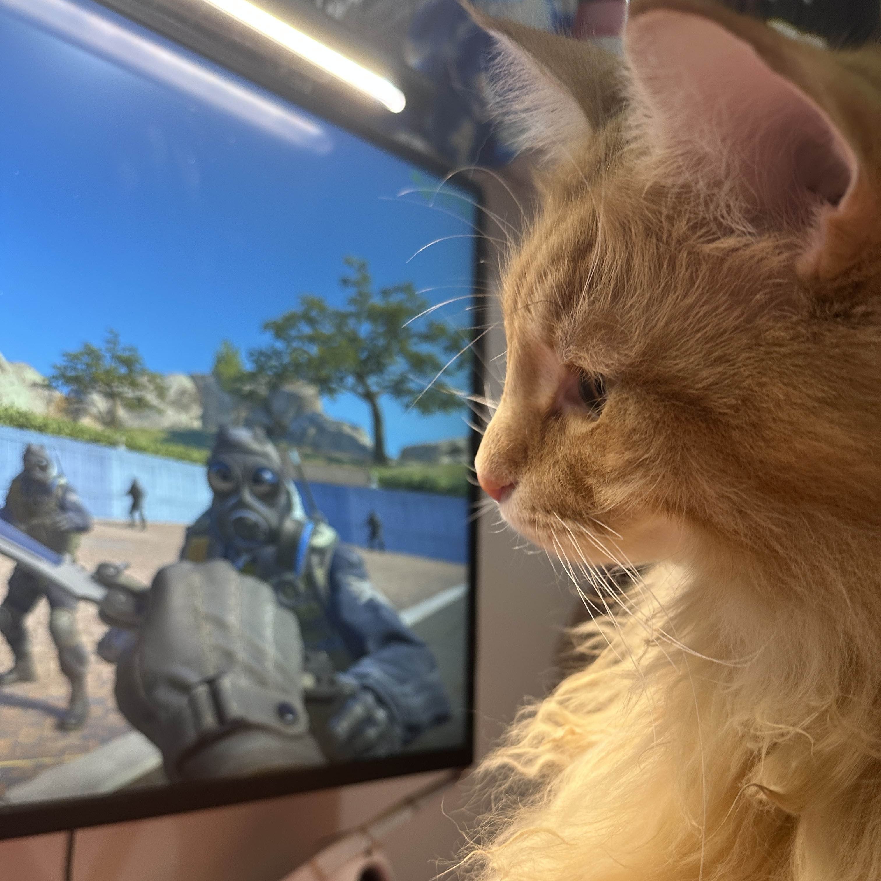 windysunny