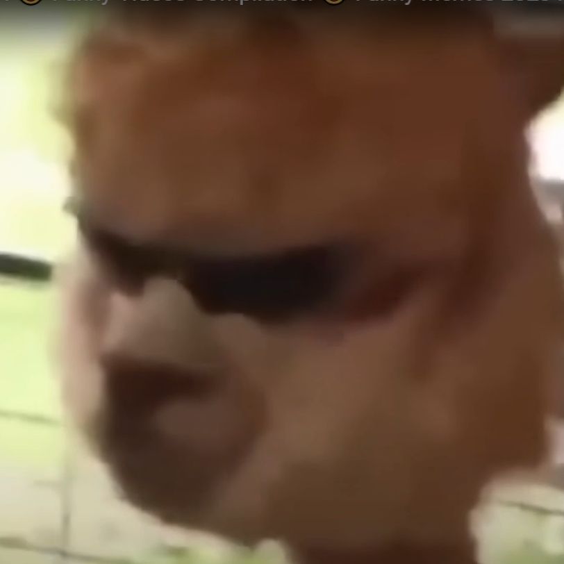 Lalipopiki