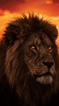 AmazingLioN-