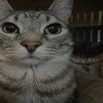 Gilbert2005 avatar