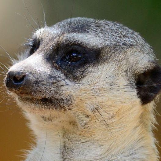 Meerkovolt