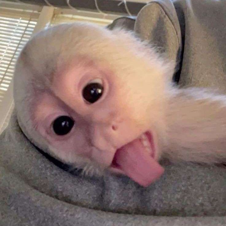 yhapxd