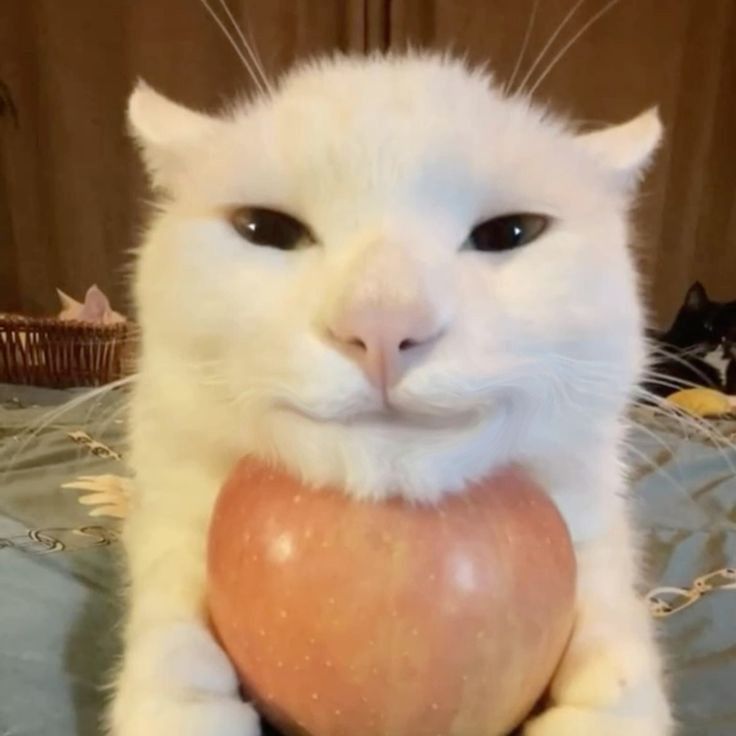memecrusher