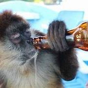 team_BeerMonkey