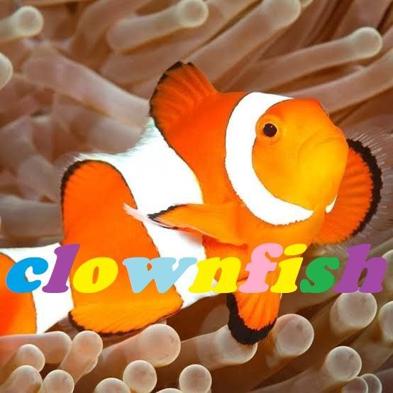 clownfish
