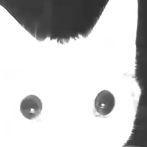 Sokase avatar