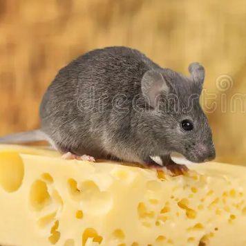 team mouse