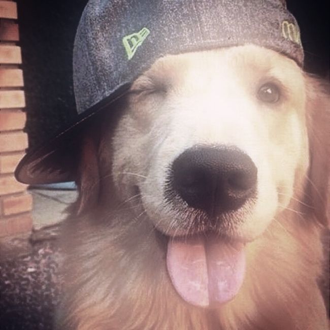 swagflow