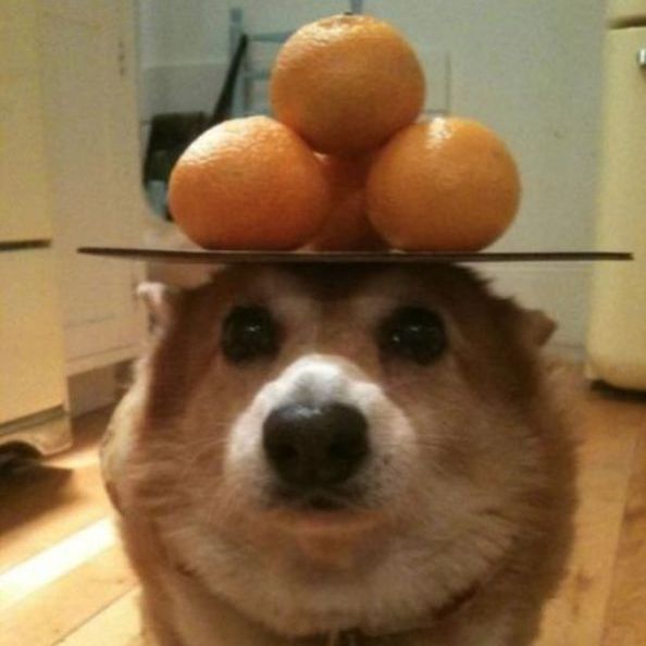GoodCorgi