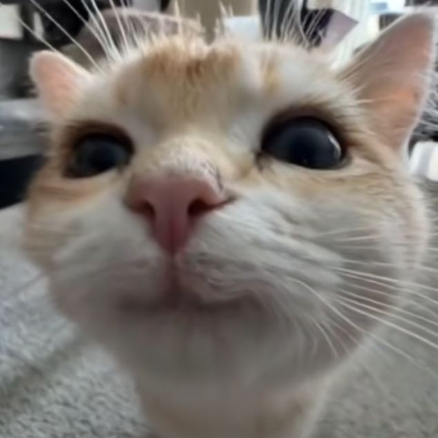 koynk