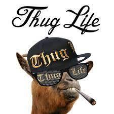 topthug avatar