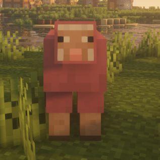 GROOMED avatar