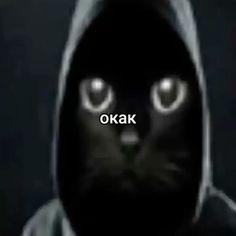 Widifai avatar