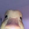 Yoha_