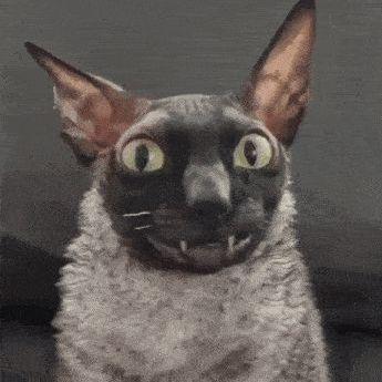 bernardaSS avatar