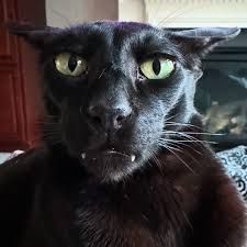 ItsFroxy