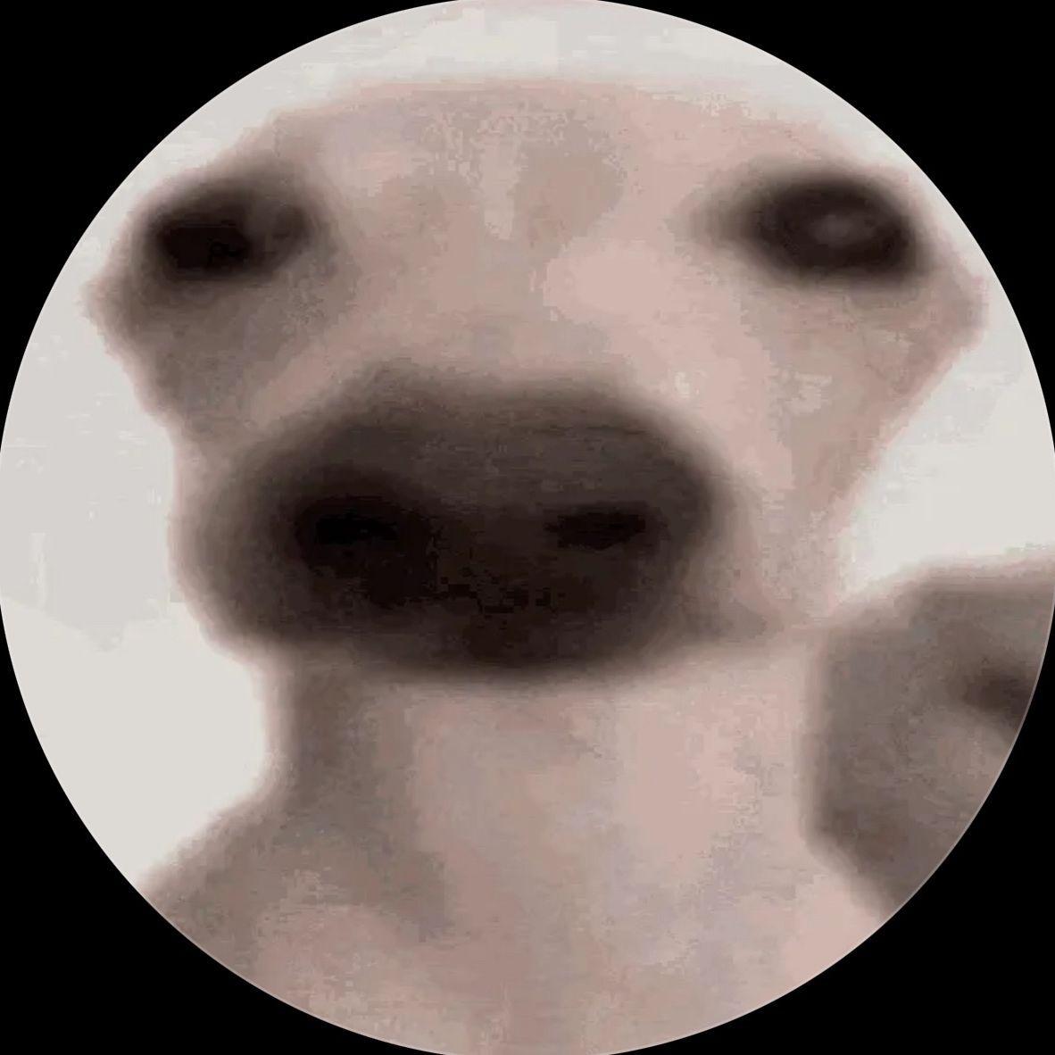 Gna7 avatar